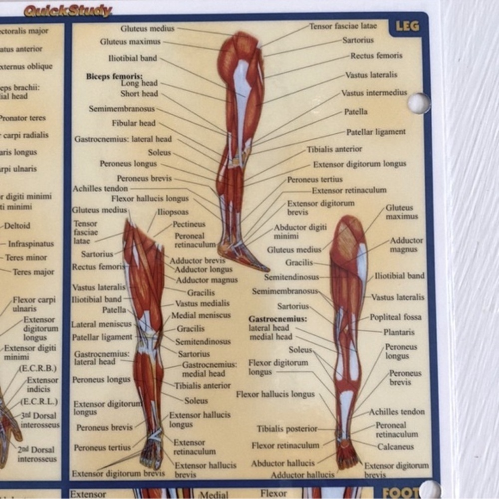 Muscular System Educational Wall Chart/ Study Guide - Picture 6 of 6